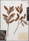 Foto von Salix cinerea L.